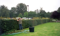 Hedge Cutting After