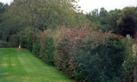 Hedge Cutting Before